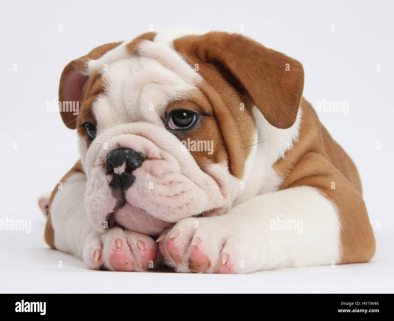 Bulldog puppy with chin on paws. Stock Photo