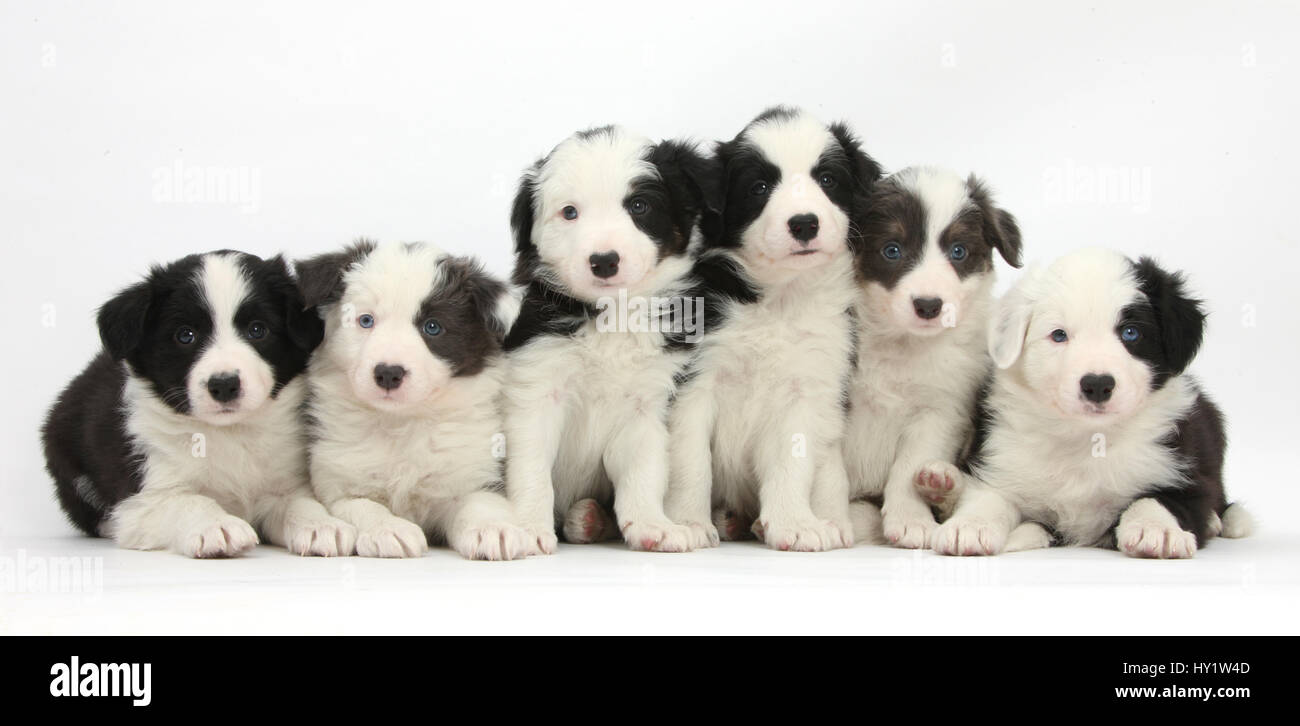 Six Border Collie pups, four with black and white and two  blue and white with colouration. Stock Photo