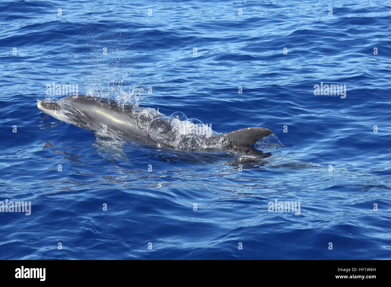 Bottle-nosed dolphin (Tursiops truncatus) at surface blowing bubbles. La Palma, Canary Islands. Stock Photo