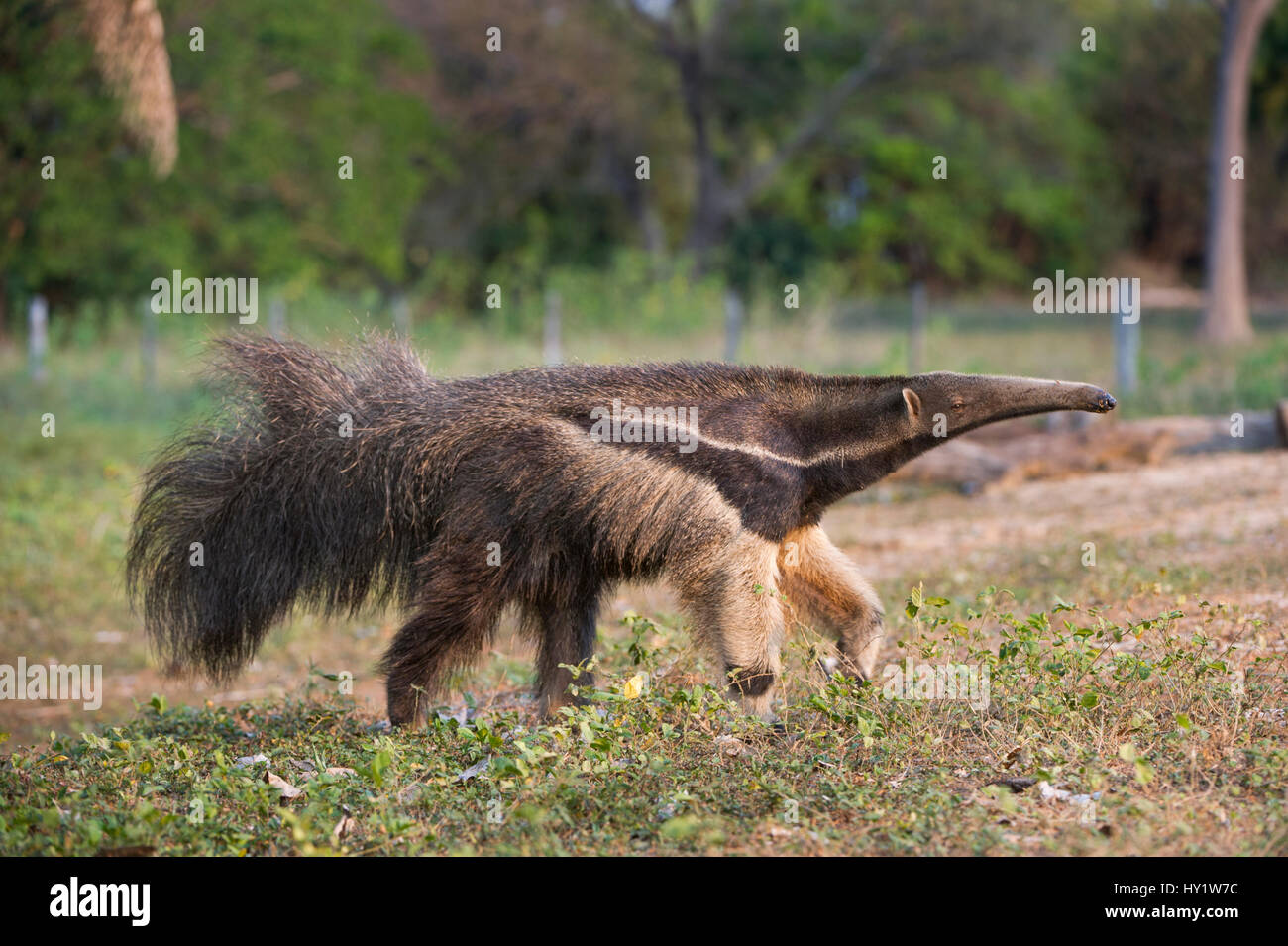 Adult Giant Anteater (Myrmecophaga tridactyla) foraging, Northern Pantanal, Moto Grosso State, Brazil, South America. Stock Photo