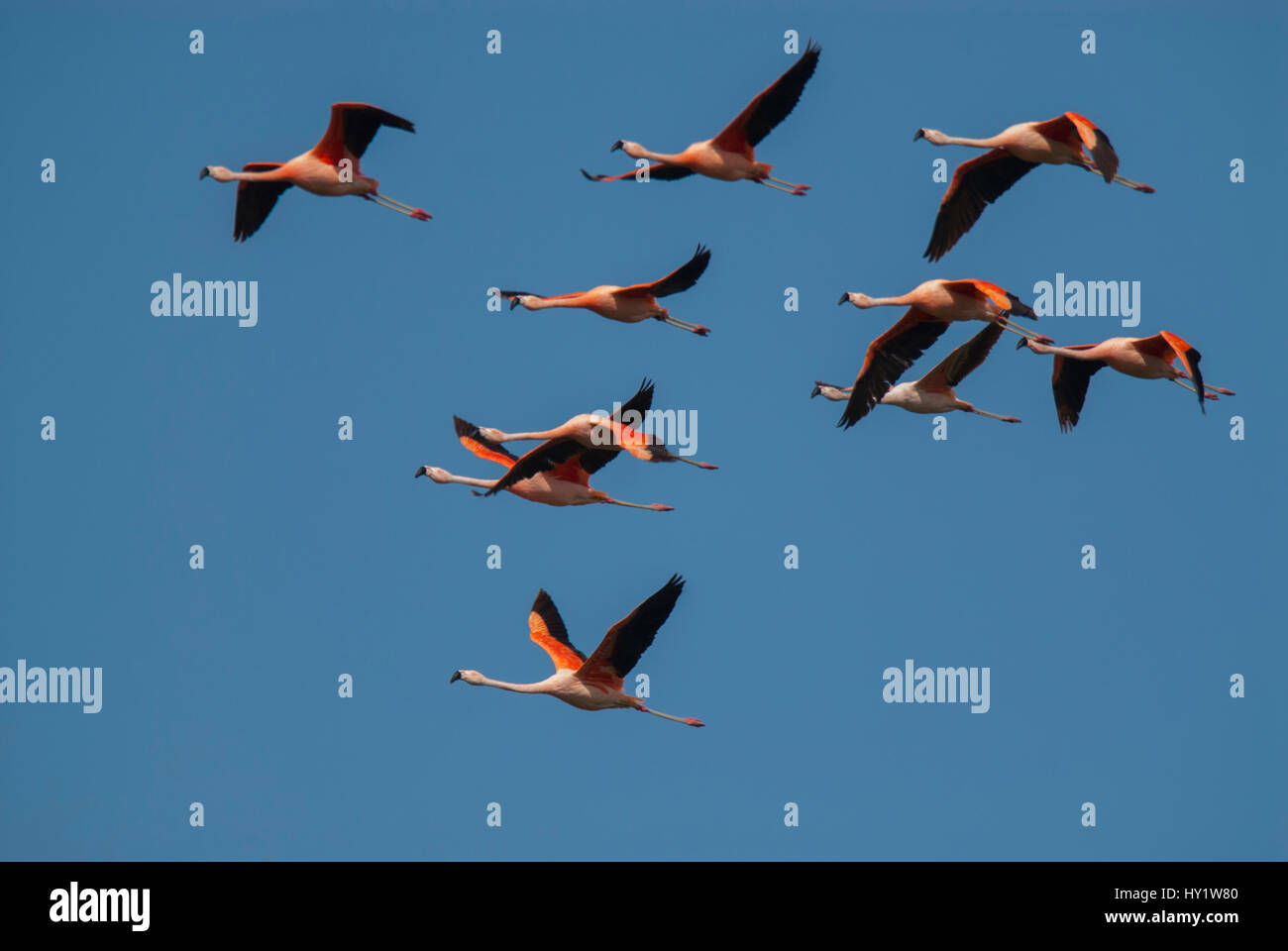 Chilean flamingo (Phoenicopterus chilensis) in flight, La Pampa , Argentina Stock Photo