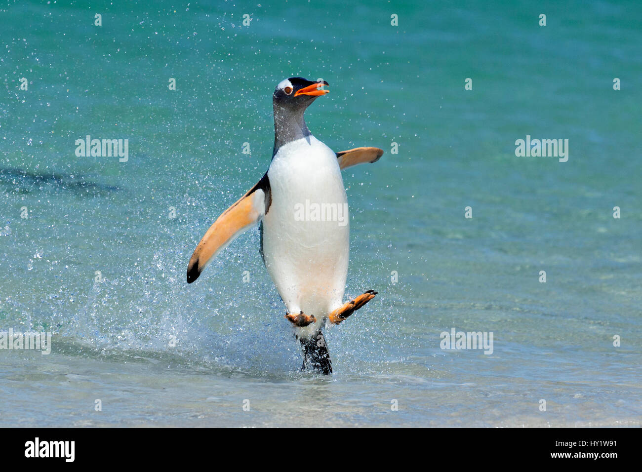 Gentoo penguin (Pygoscelis papua) jumping onto beach, Carcass Island, Falkland Islands. Stock Photo