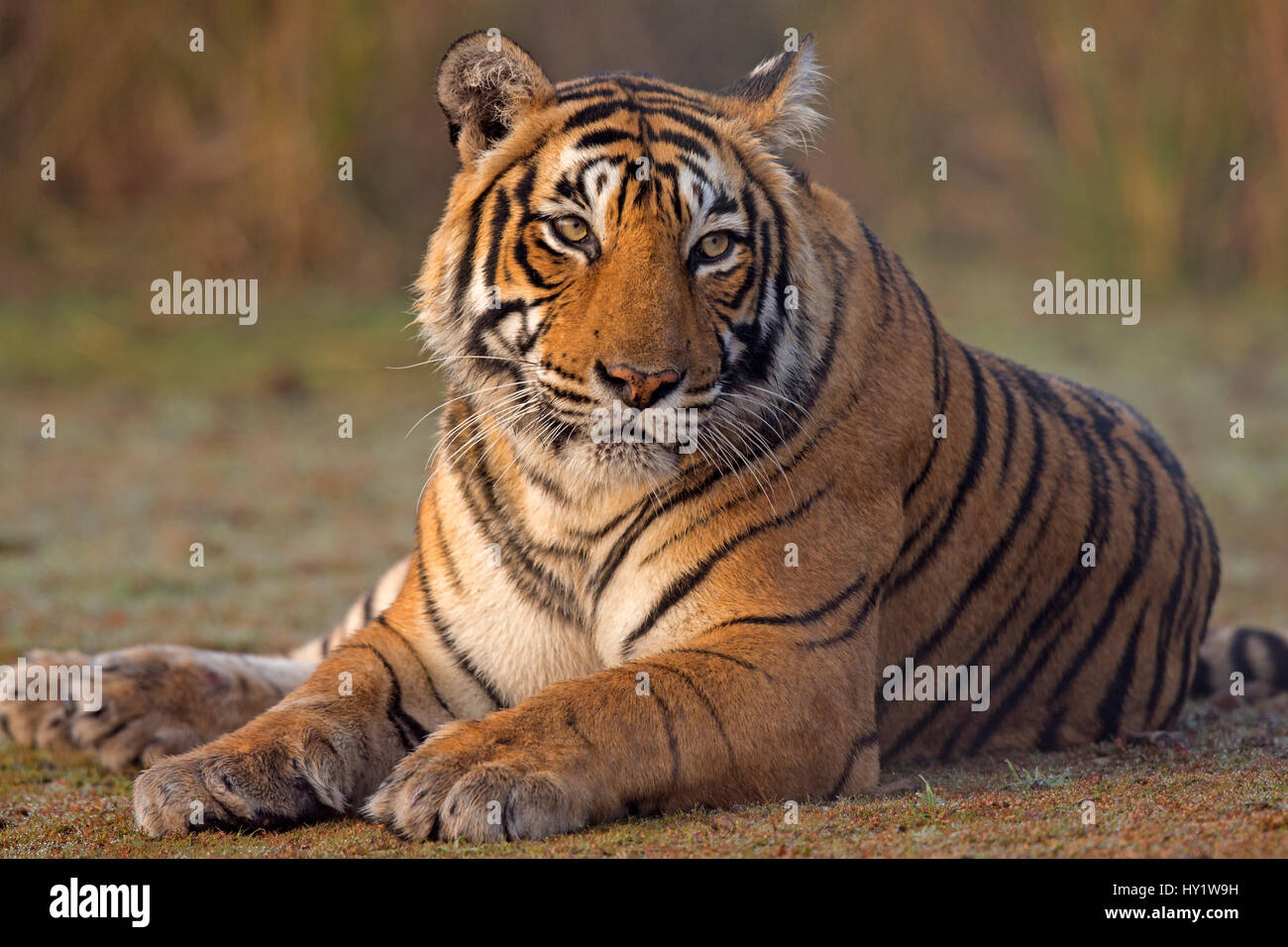 Bengal tiger (Panthera tigris tigris) female &#39;T19 Krishna&#39; sitting, Ranthambhore National Park, India. Stock Photo