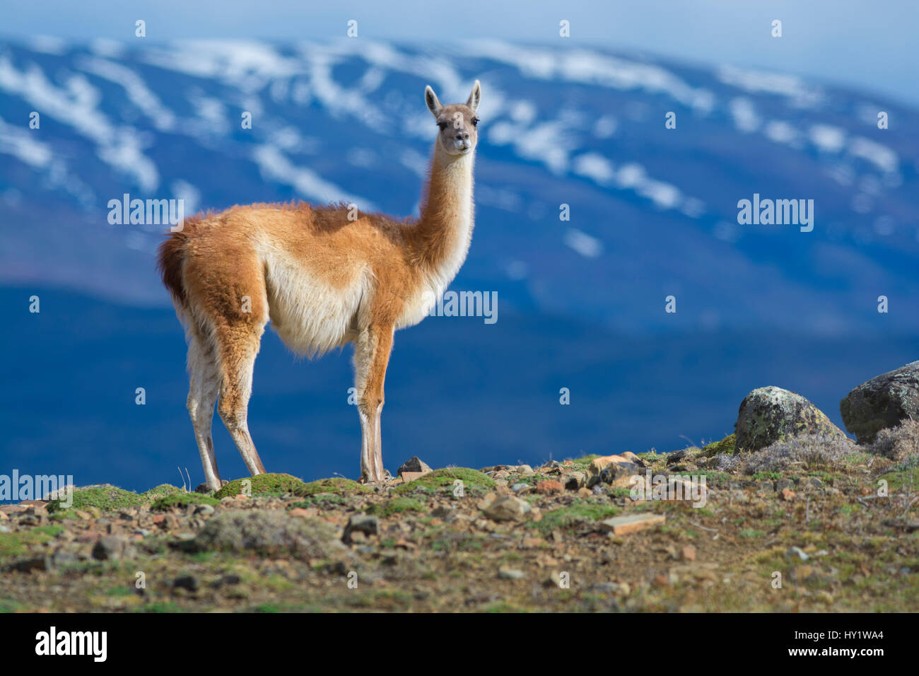 Guanaco (Lama Guanicoe) standing in front of mountain landscape, Torres del Paine National Park, Chile Stock Photo