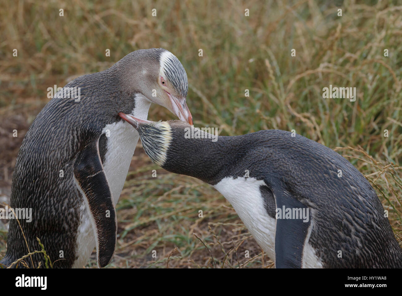 Two Yellow eyed penguins (Megadyptes antipodes) mutual preening. Katiki