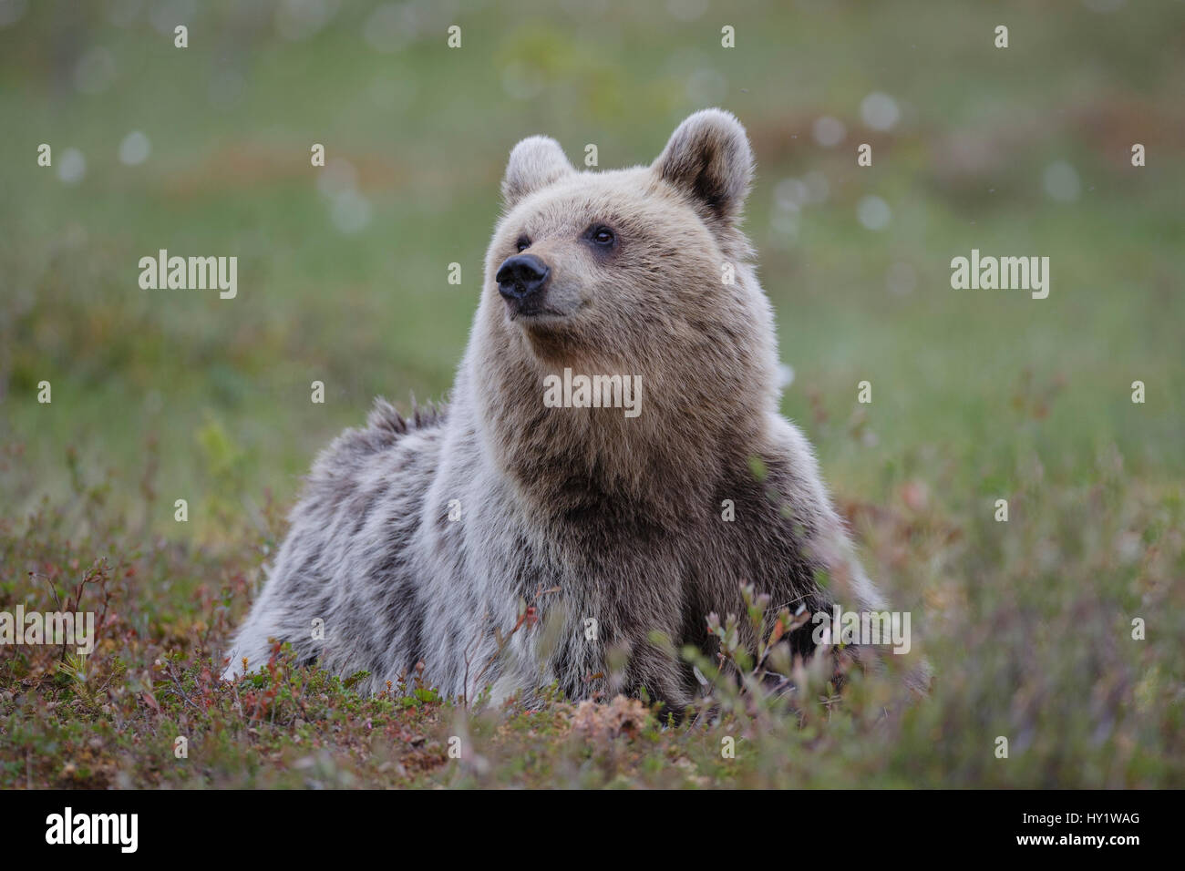 European brown bear (Ursus arctos arctos) lying down in forest clearing ...
