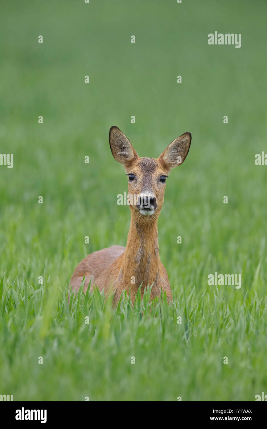 Female roe deer hi-res stock photography and images - Alamy