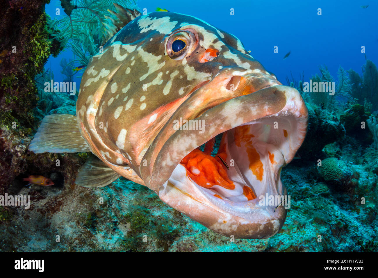 Nassau grouper (Epinephelus striatus) with Cleaner gobies (Gobiosoma genie) and juvenile Spanish hogfish (Bodianus rufus) on coral reef. Bloody Bay Wall, Little Cayman, Cayman Islands. Caribbean Sea. Stock Photo