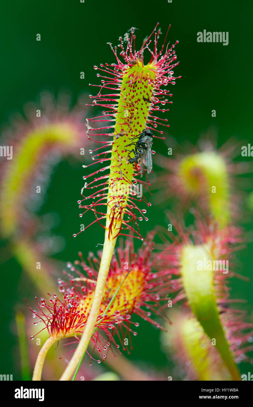 Great sundew (Drosera anglica) with fly, Norfolk, England, UK, June. Stock Photo