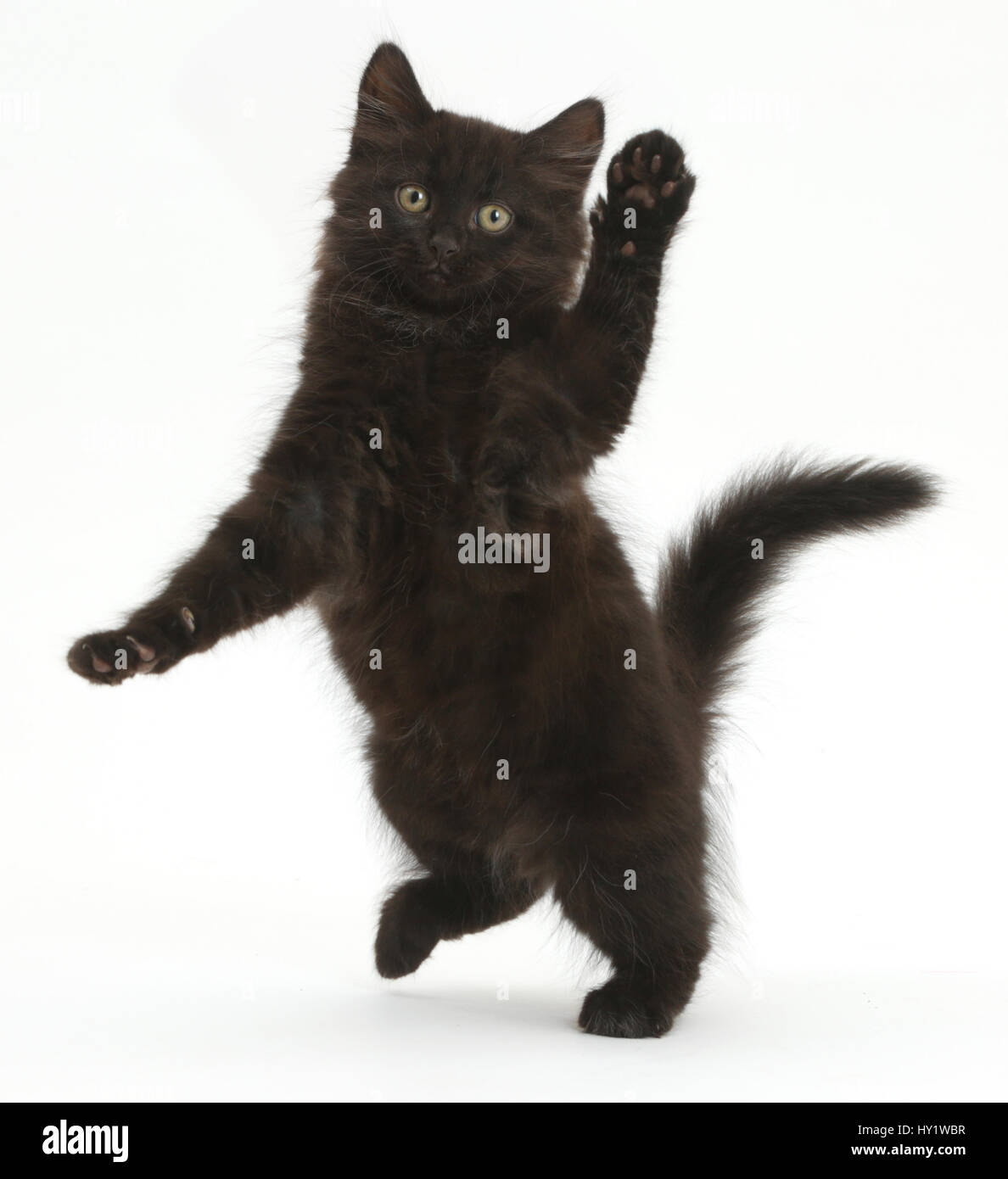 Fluffy black kitten, 10 weeks, swiping towards camera. Stock Photo