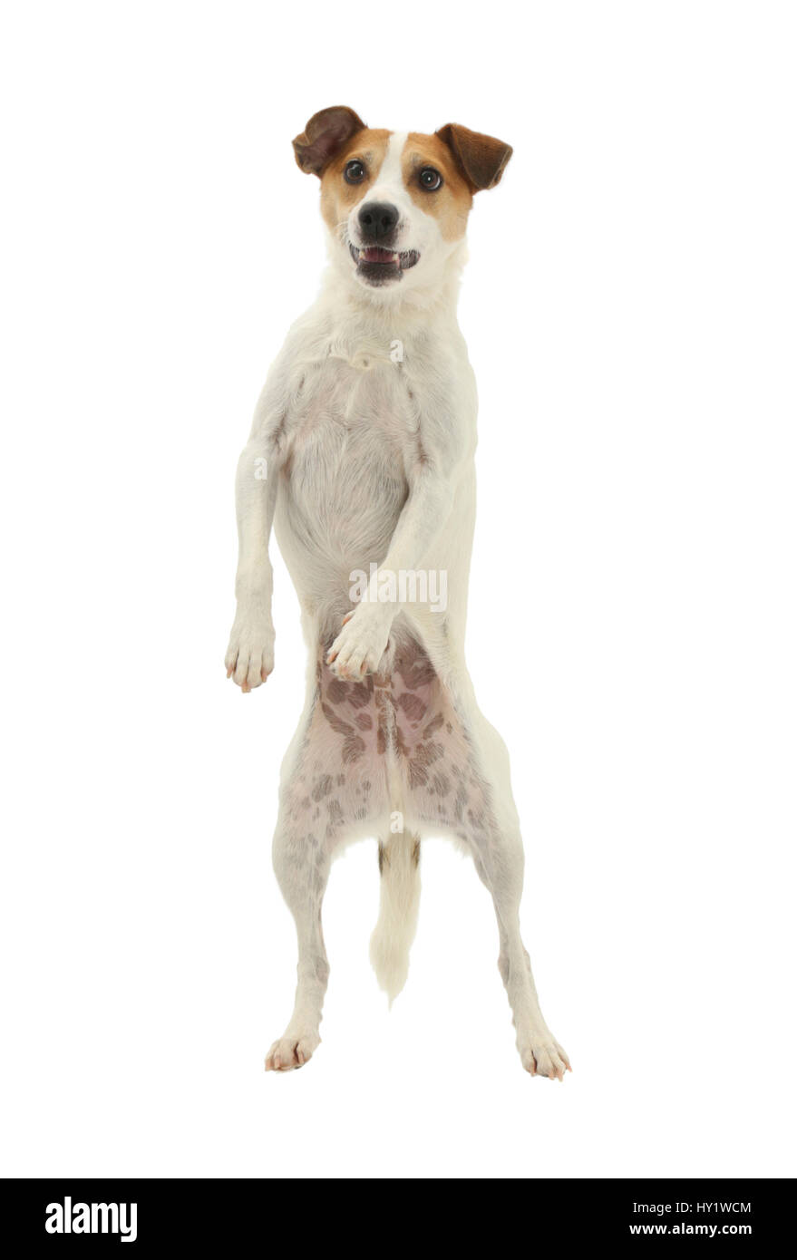 Jack Russell Terrier, Milo, age 5 years, leaping high in the air. Stock Photo