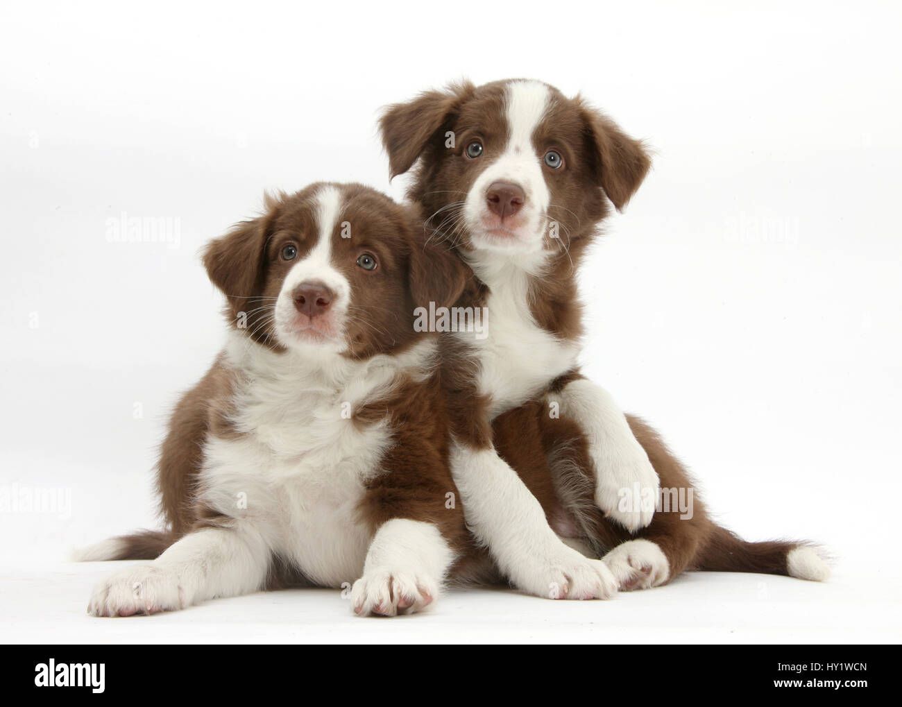 Chocolate Border collie puppies, age 7 weeks. Stock Photo