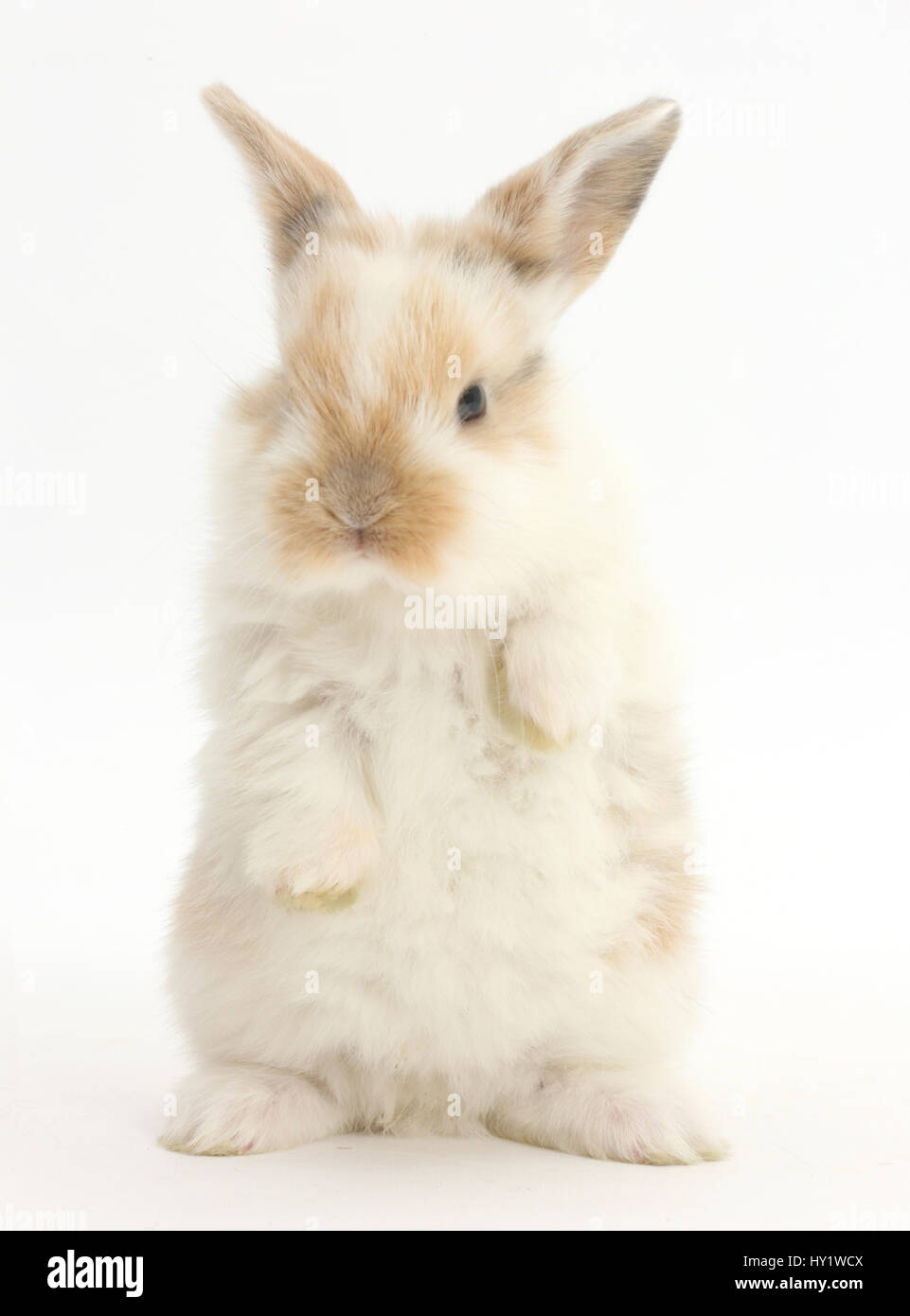 Young rabbit with paws up. Stock Photo