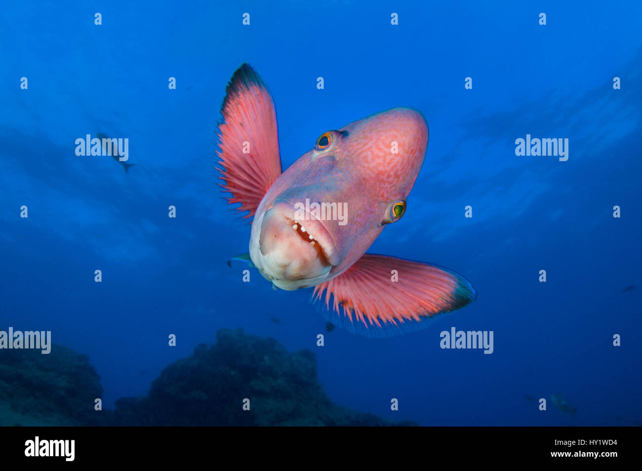 Mexican hogfish (Bodianus diplotaenia). Socorro Island, Revillagigedos, Mexico. East Pacific Ocean. Stock Photo