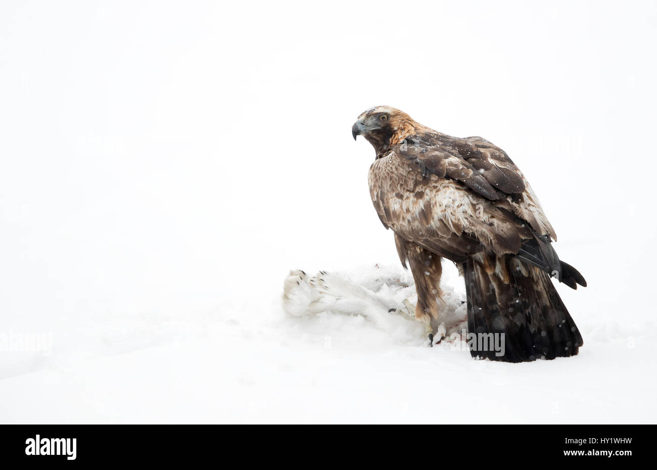 Golden Eagle (Aquila chrysaetos) with prey. Finland. March . Stock Photo
