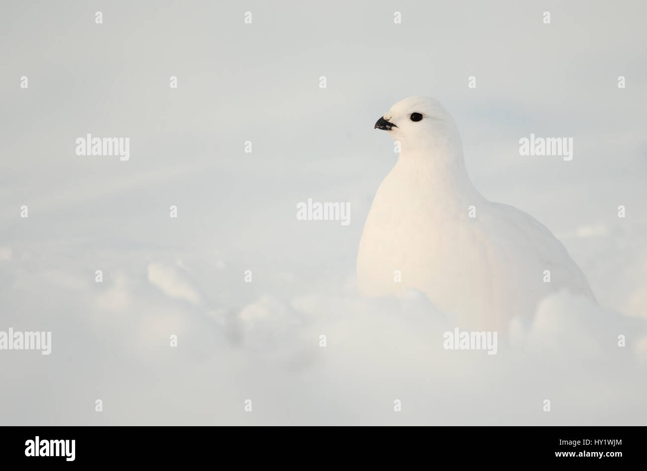 Willow Grouse (Lagopus lagopus) resting in snow. Finland. February . Stock Photo