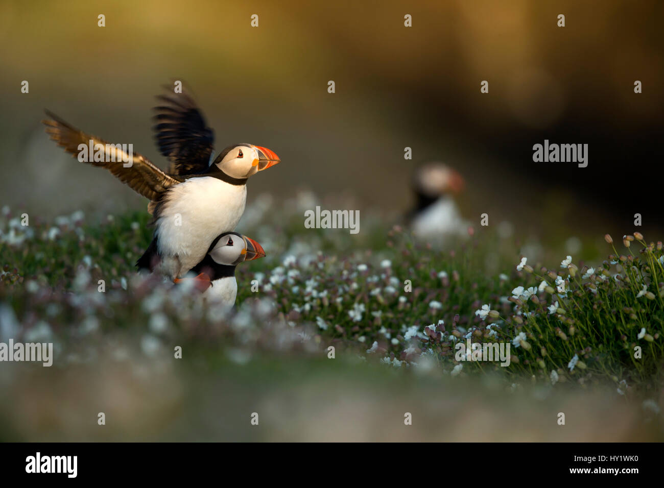 Puffins (Fratercula) displaying. Skomer Island, Wales, UK. April. Stock Photo