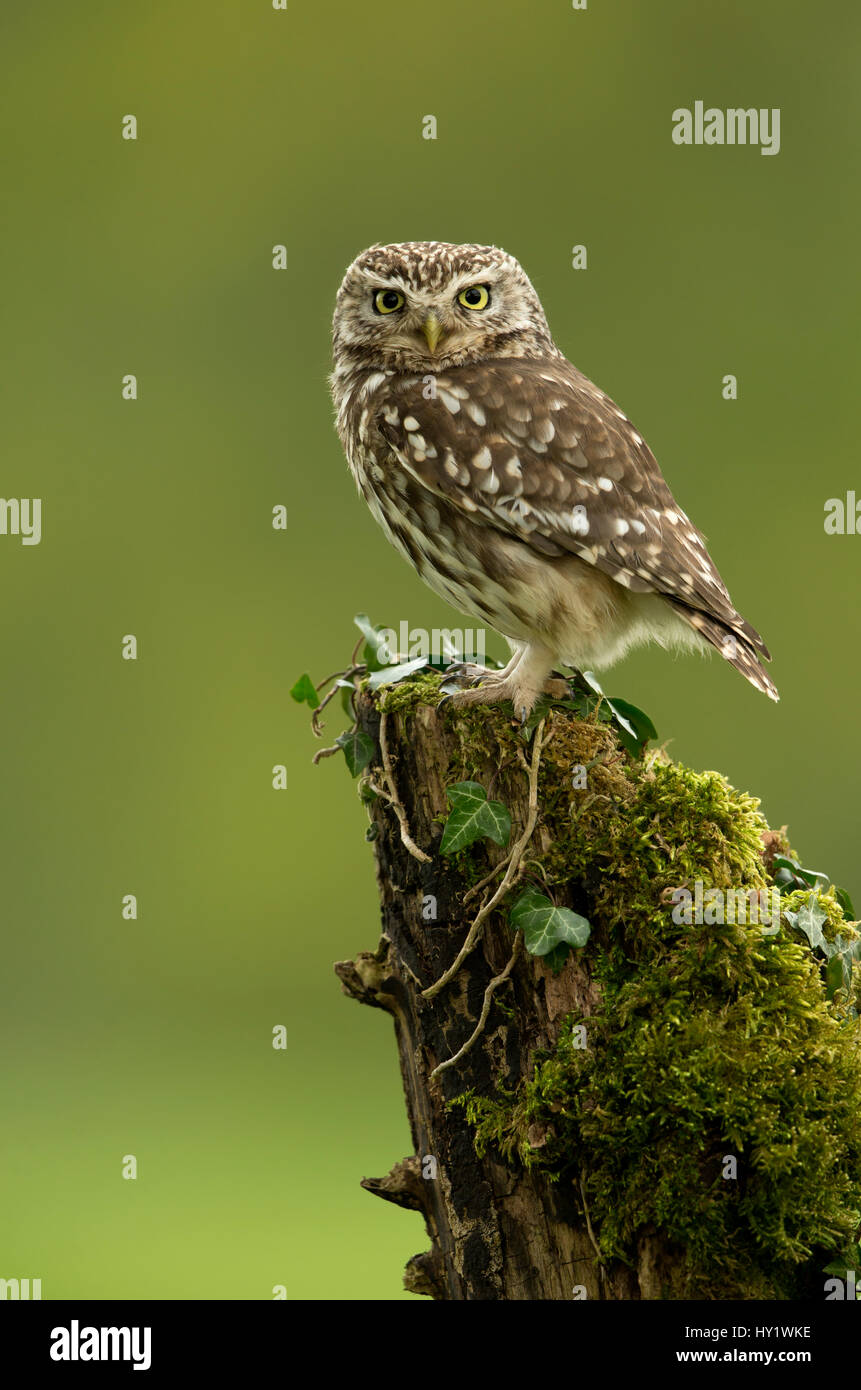 Little Owl (Athene noctua) perched on tree stump covered in moss. Worcestershire, England, UK. May 2013. Stock Photo