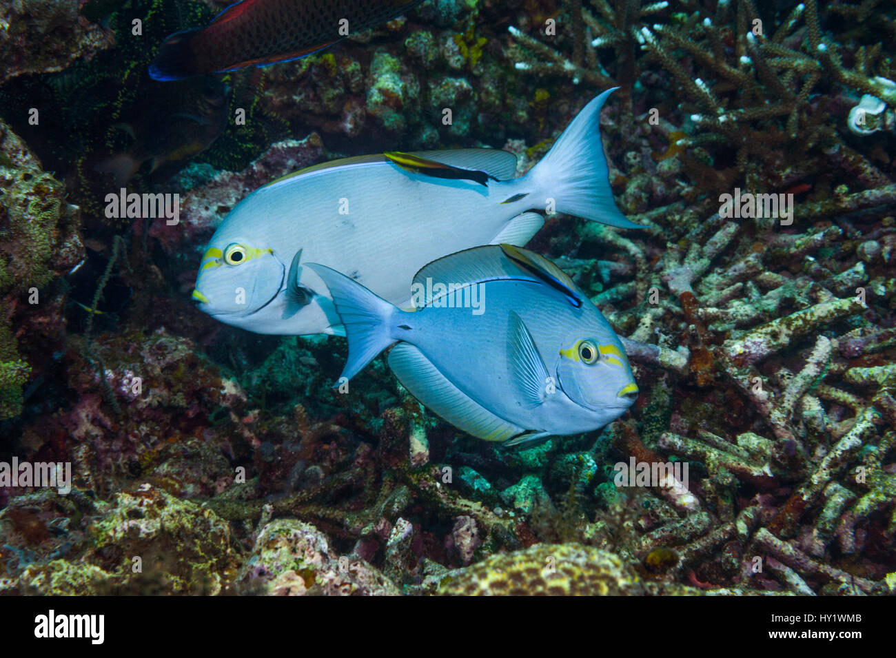 Elongate surgeonfish (Acanthurus mata) being cleaned by Black spot cleaner wrasse (Labroides pectoralis) and  Bluestreak cleaner wrasse (Labroides dimidiatus).  Indonesia. Stock Photo