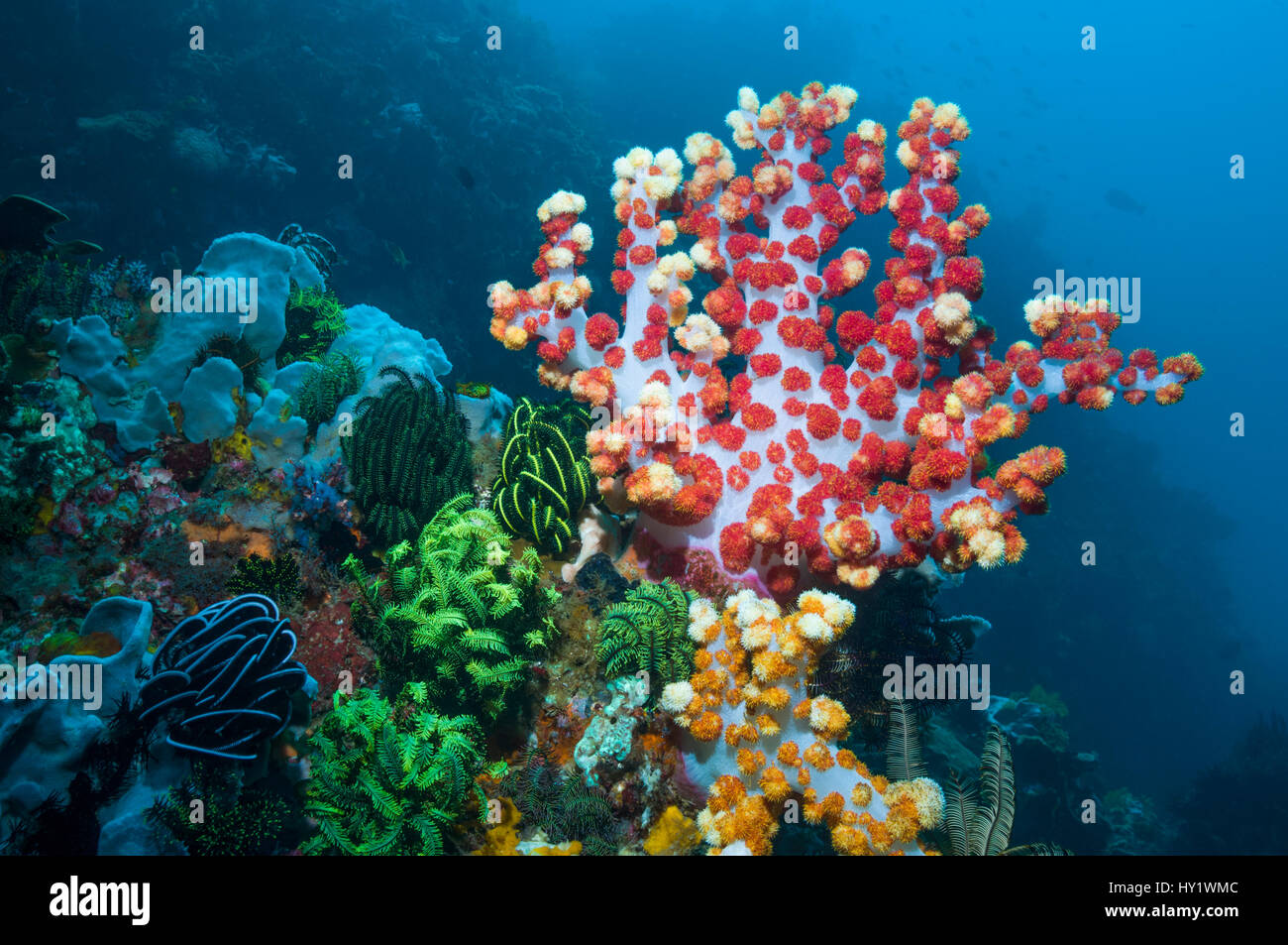 Soft coral (Dendronephthya sp.) feeding. Indonesia. Stock Photo