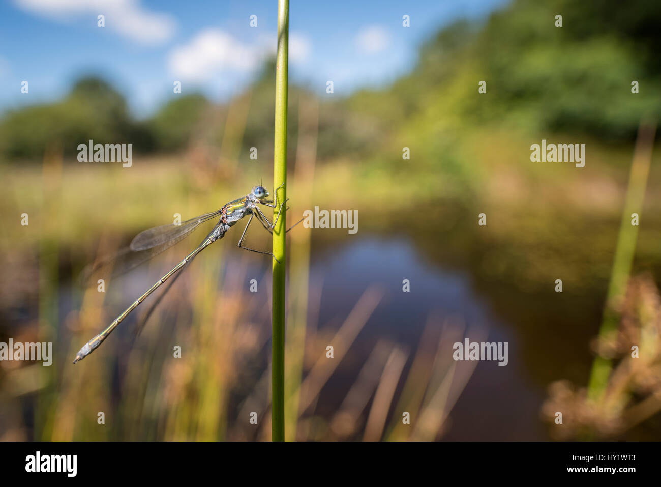 Male emerald damselfly (Lestes sponsa) resting on reed near the water's ...