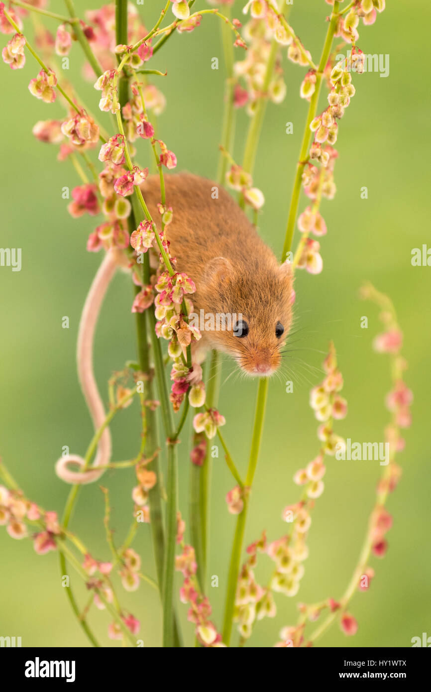 Harvest mouse (Micromys minutus) feeding on common sorrel (Rumex acetosa), Devon, UK (Captive). May. Stock Photo
