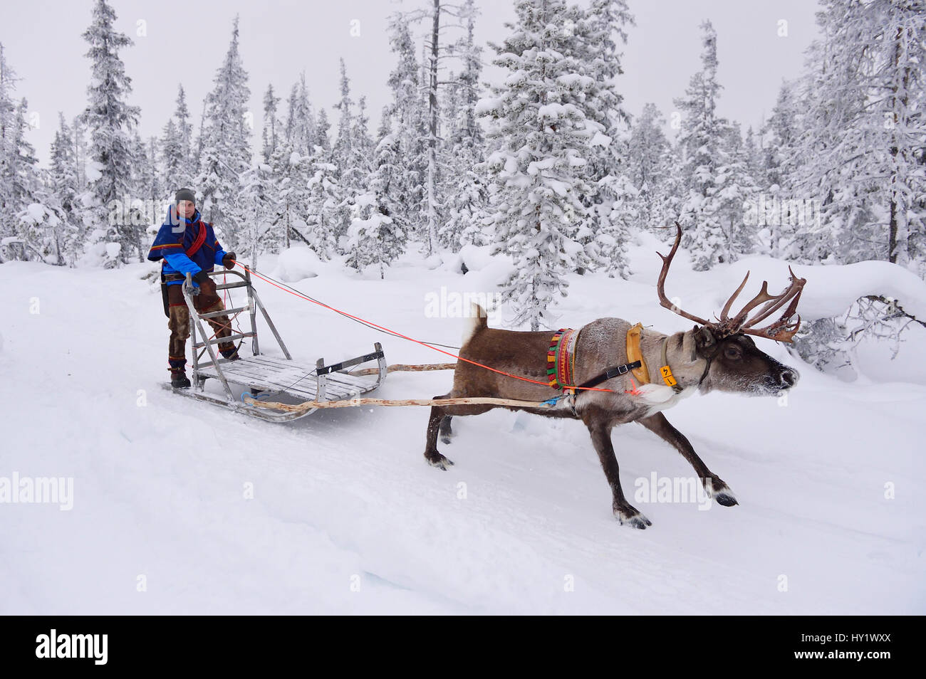 Reindeer sledding  with Sami reindeer herdsman  in -25 degrees. Jukkasjarvi, Lapland, Laponia, Norrbotten county, Sweden. January 2016. Stock Photo