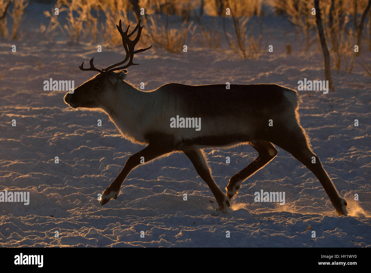 Reindeer, (Rangifer tarandus) running in snow, Saarivuoma Sami community, at at Jarama, Lapland, Laponia, Sweden. January 2016. Stock Photo