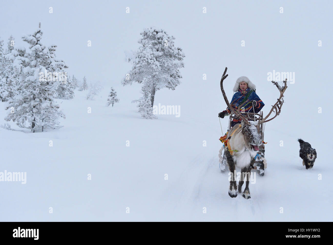 Reindeer sledding in - 25 C, Jukkasjarvi, Lapland, Laponia,  Sweden. January 2016. Model released. Stock Photo