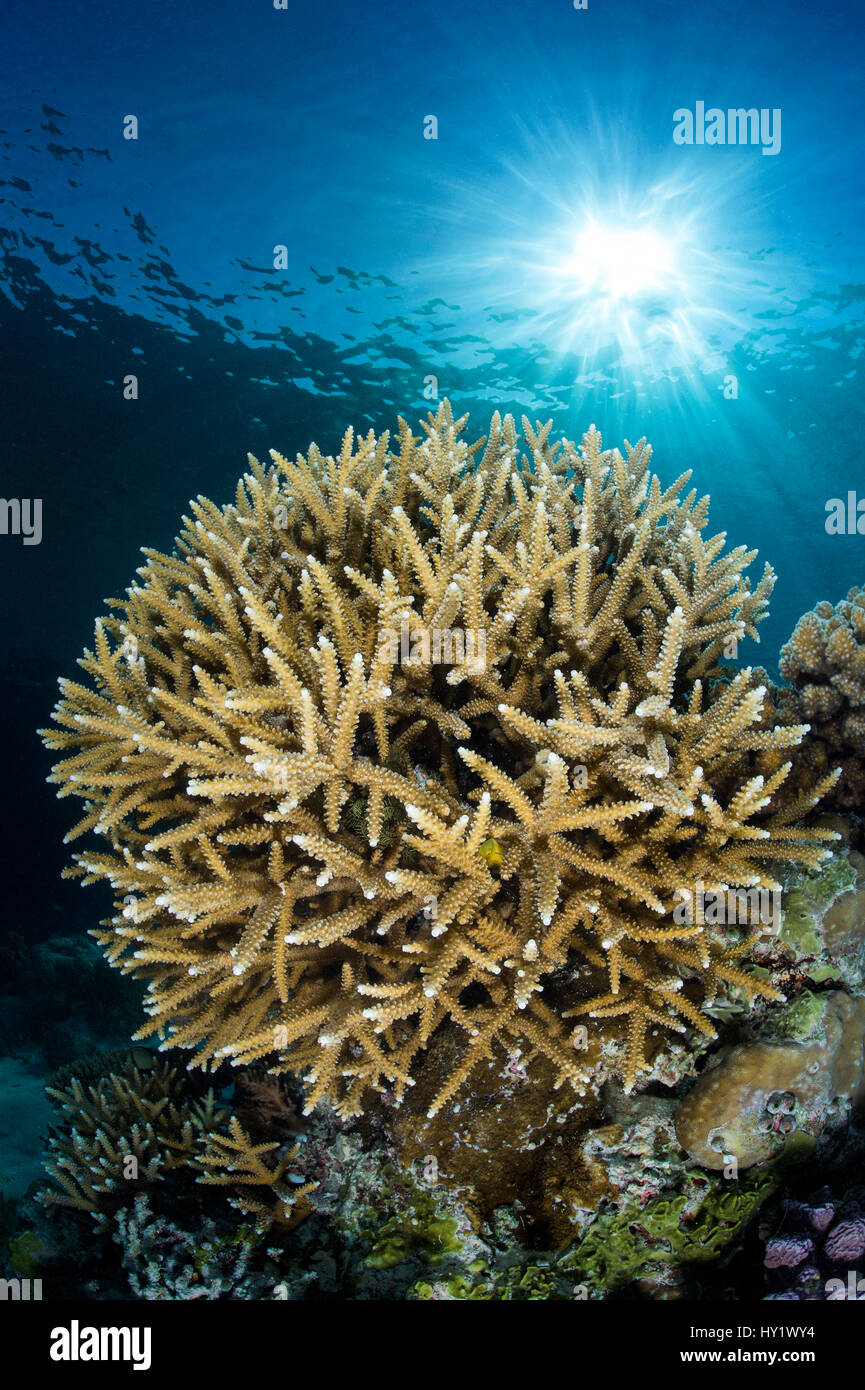 Coral head (Acropora sp.) and sunburst. Rock Islands, Palau, Mirconesia. Tropical west Pacific Ocean. Stock Photo