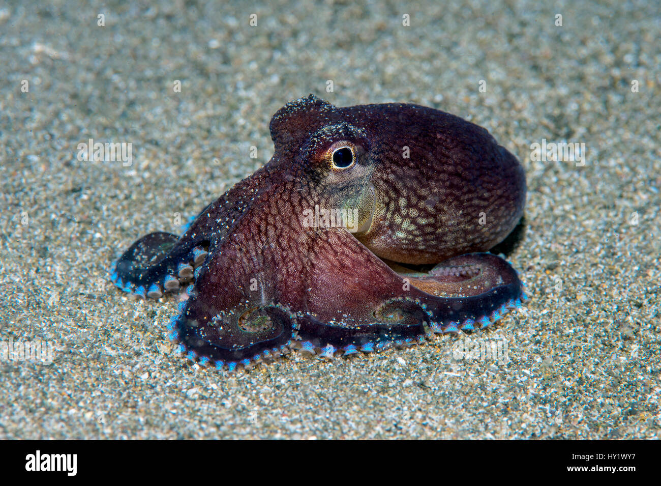 Veined octopus (Amphioctopus marginatus) spreading its arms as it explores the seabed at night. Anilao, Batangas, Luzon, Philippines. Verde Island Passages, Tropical West Pacific Ocean. Stock Photo