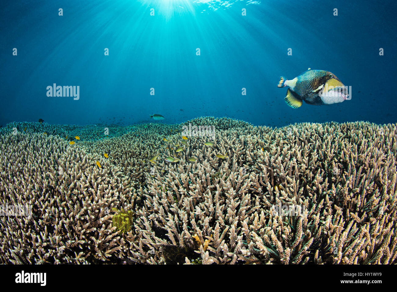 Titan triggerfish (Balistoides viridescens) swimming over hard coral (Acropora sp.) gardens. Kri Island, Raja Ampat, West Papua, Indonesia. Dampier Strait, tropical west Pacific Ocean. Stock Photo