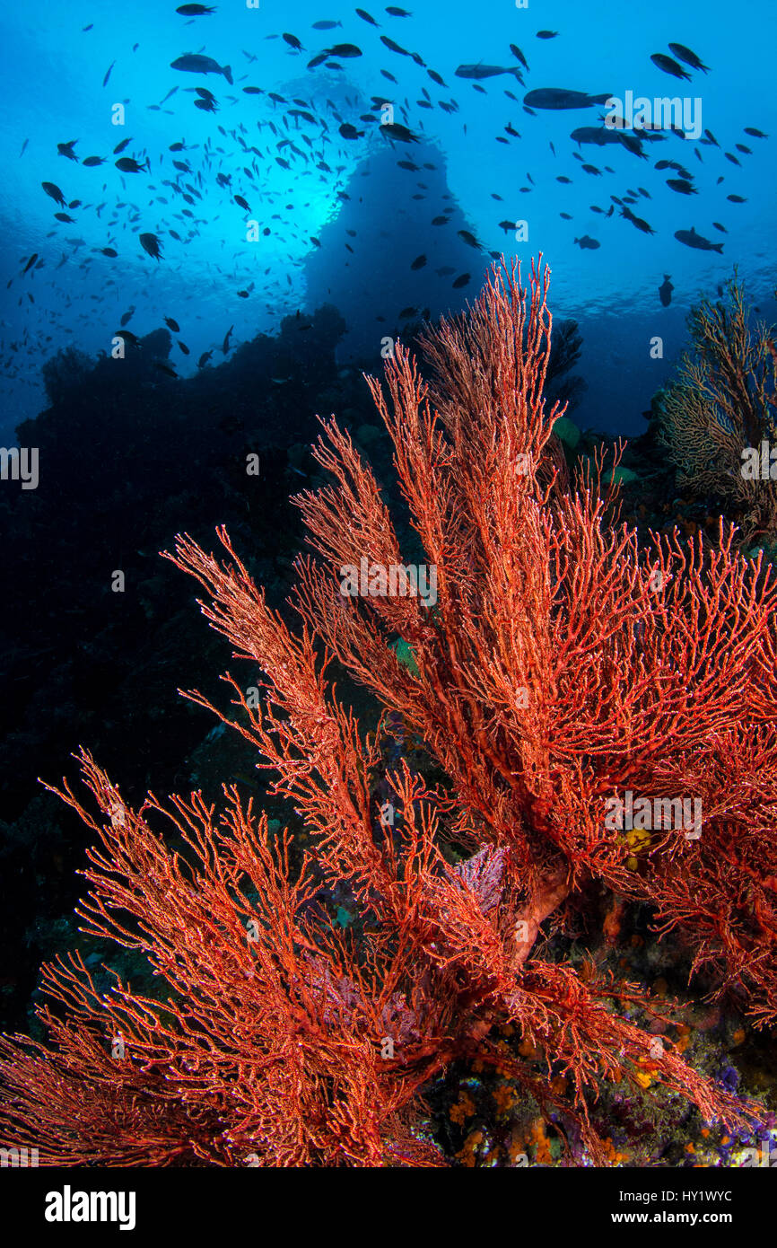 Seafans (Melithaea sp.) growing on dropoff, beneath schooling fish. Boo Windows, Boo Islands, Misool, Raja Ampat, West Papua, Indonesia. Tropical West Pacific Ocean. Stock Photo