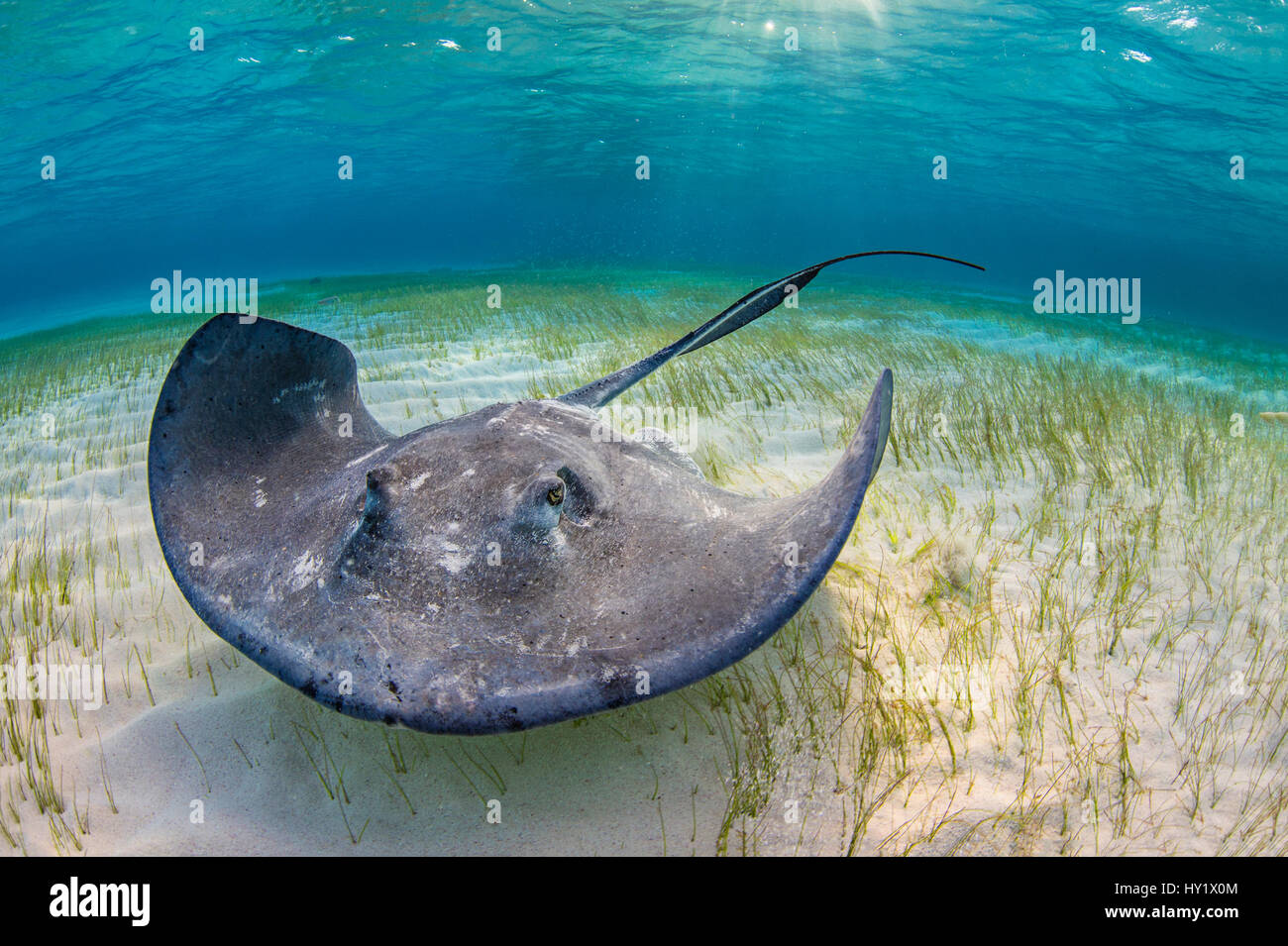 Large female stingray (Dasyatis americana) forages over seagrass in shallow water. The Sandbar, Grand Cayman, Cayman Islands. British West Indies. Caribbean Sea. Stock Photo