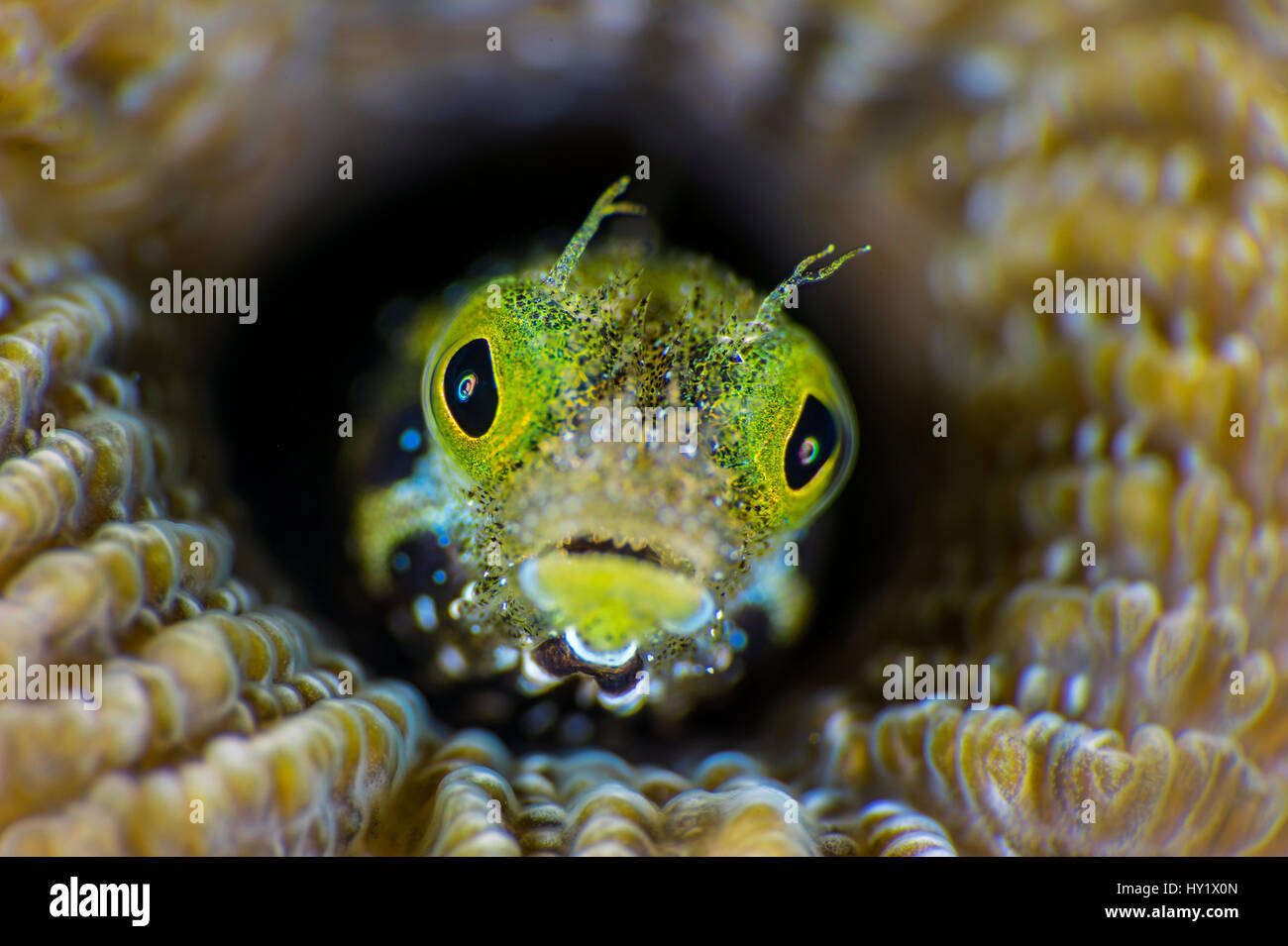 High magnification photo of Secretary blenny (Acanthemblemaria maria) in boulder brain coral (Colpophyllia natans). East End, Grand Cayman, Cayman Islands, British West Indies. Caribbean Sea. Stock Photo