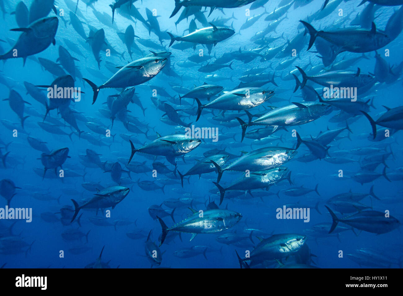 School of large Atlantic bluefin tuna (Thunnus thynnus) captive in a growing pen. Depsite looking much smaller in the photo, these fish were 1.5m (5ft) long. Malta. Mediterranean Sea. Stock Photo