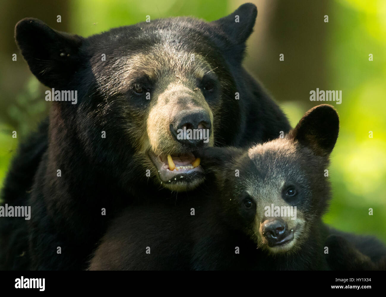 Black Bear (Ursus americanus) female and cub, Minnesota, USA. June. Stock Photo