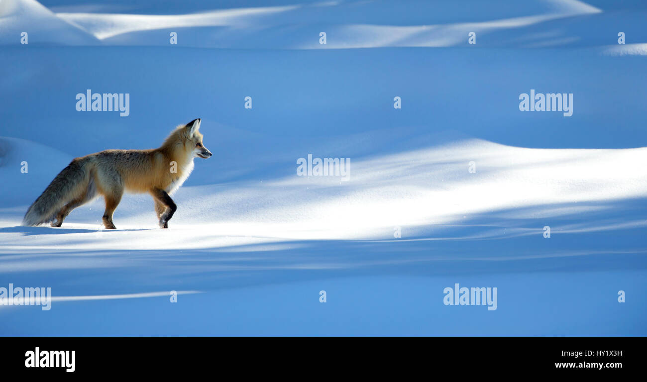 Red fox (Vulpes vulpes) in dappled light on snow, Yellowstone National Park, USA. February Stock Photo