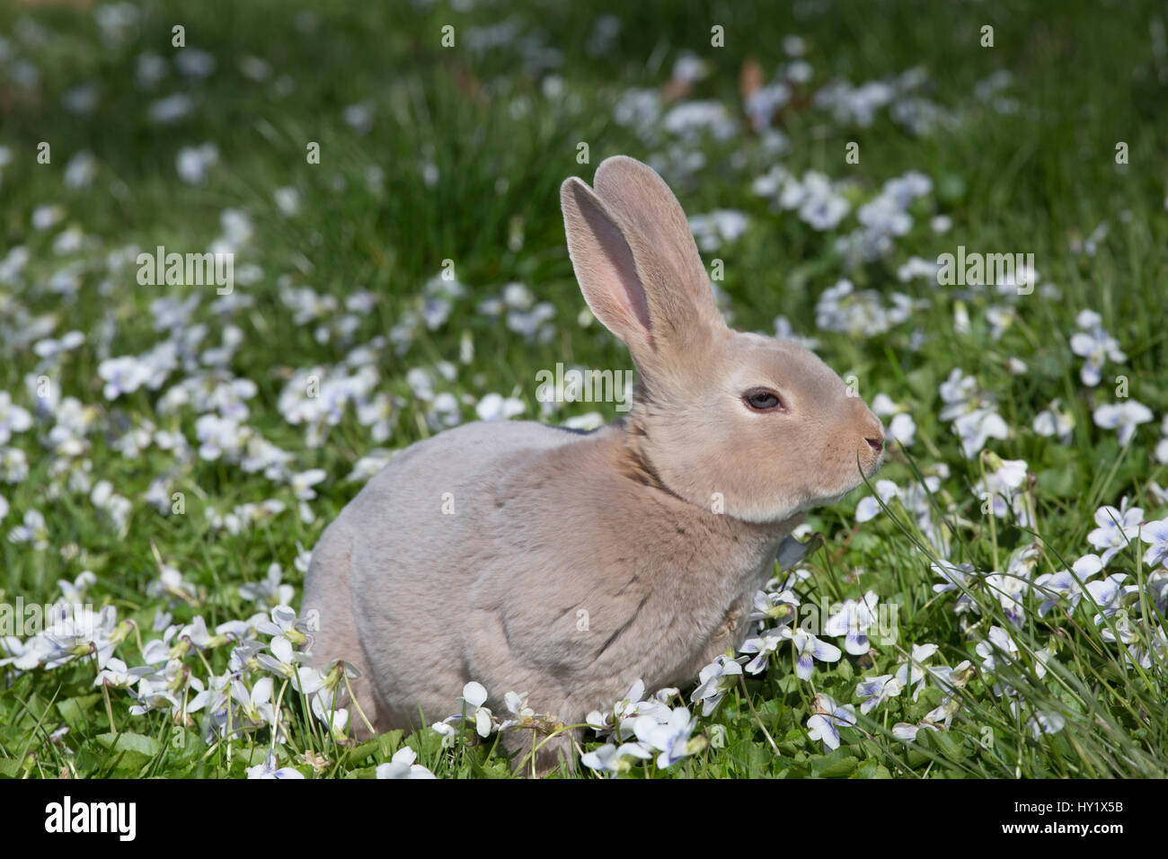 Rex rabbit in wild violets. Preston, Connecticut, USA. Stock Photo