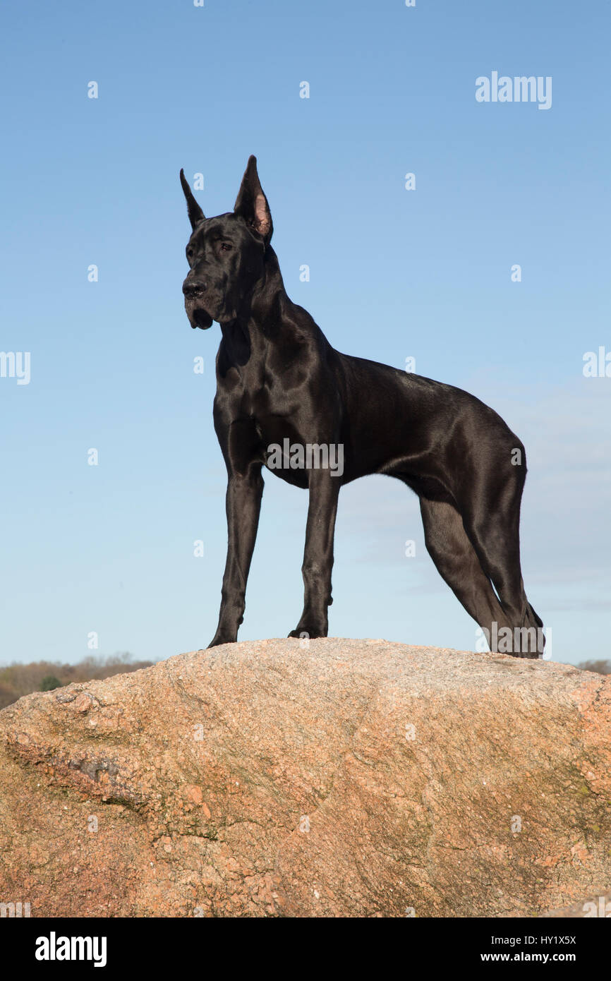 Female Great dane atop seaside rock. Guilford, Connecticut, USA. Stock Photo