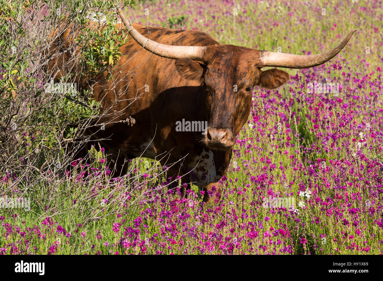 Texas longhorn cow emerging from thicket into wildflowers in hill country ranch land. Santa Barbara County, California, USA. Stock Photo