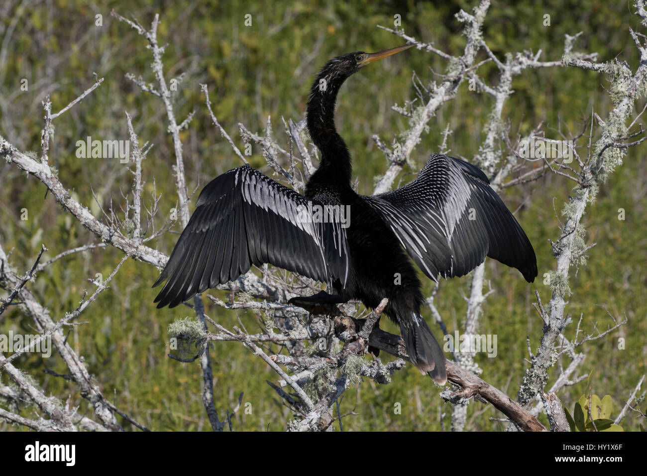 Anhinga (Anhinga anhinga) on dead,  lichen-encrusted branch, drying wings. Merritt Island National Wildlife Refuge, Merritt Island, Florida. Stock Photo