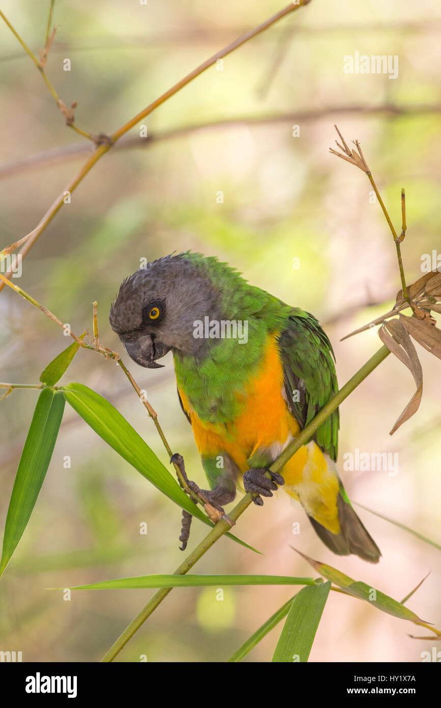 Senegal parrot (Poicephalus senegalus) feeding on leaves. Gambia, Africa. April 2016. Stock Photo