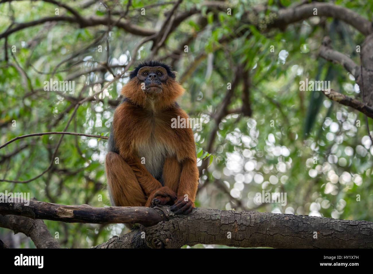 Western red colobus (Procolobus badius) adult male in a tree. Gambia, Africa. May 2016. Stock Photo