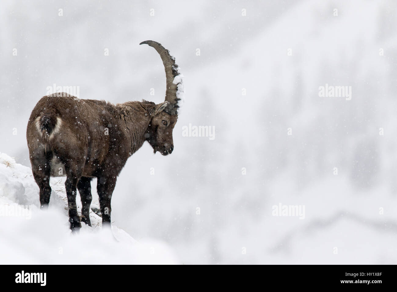 Alpine ibex (Capra ibex) male in deep snow on a ridge during heavy snowfall. Gran Paradiso National Park, the Alps, Italy. January. Stock Photo