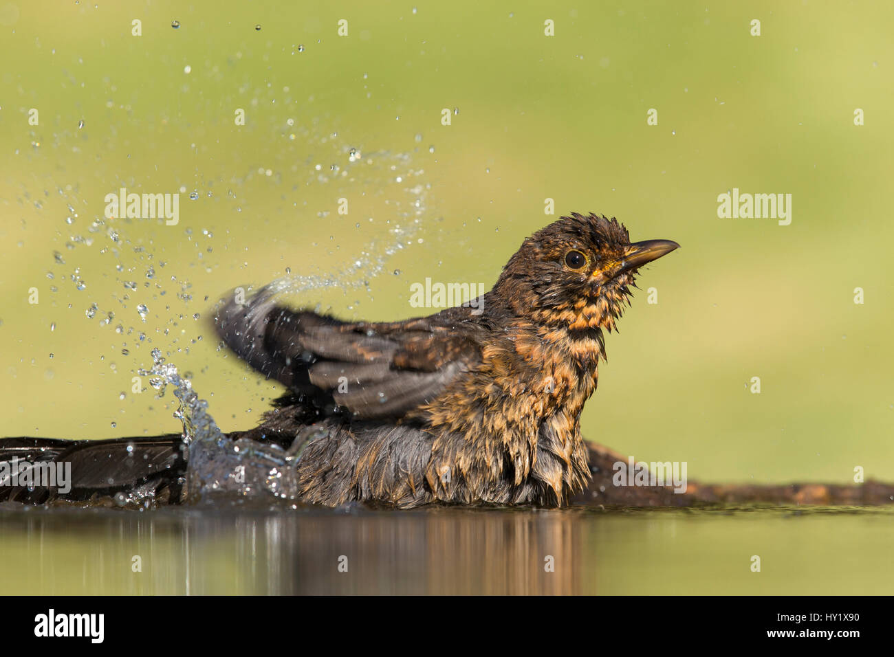 Blackbird (Turdus merula) juvenile bathing at garden pond.  Scotland, UK. July. Stock Photo