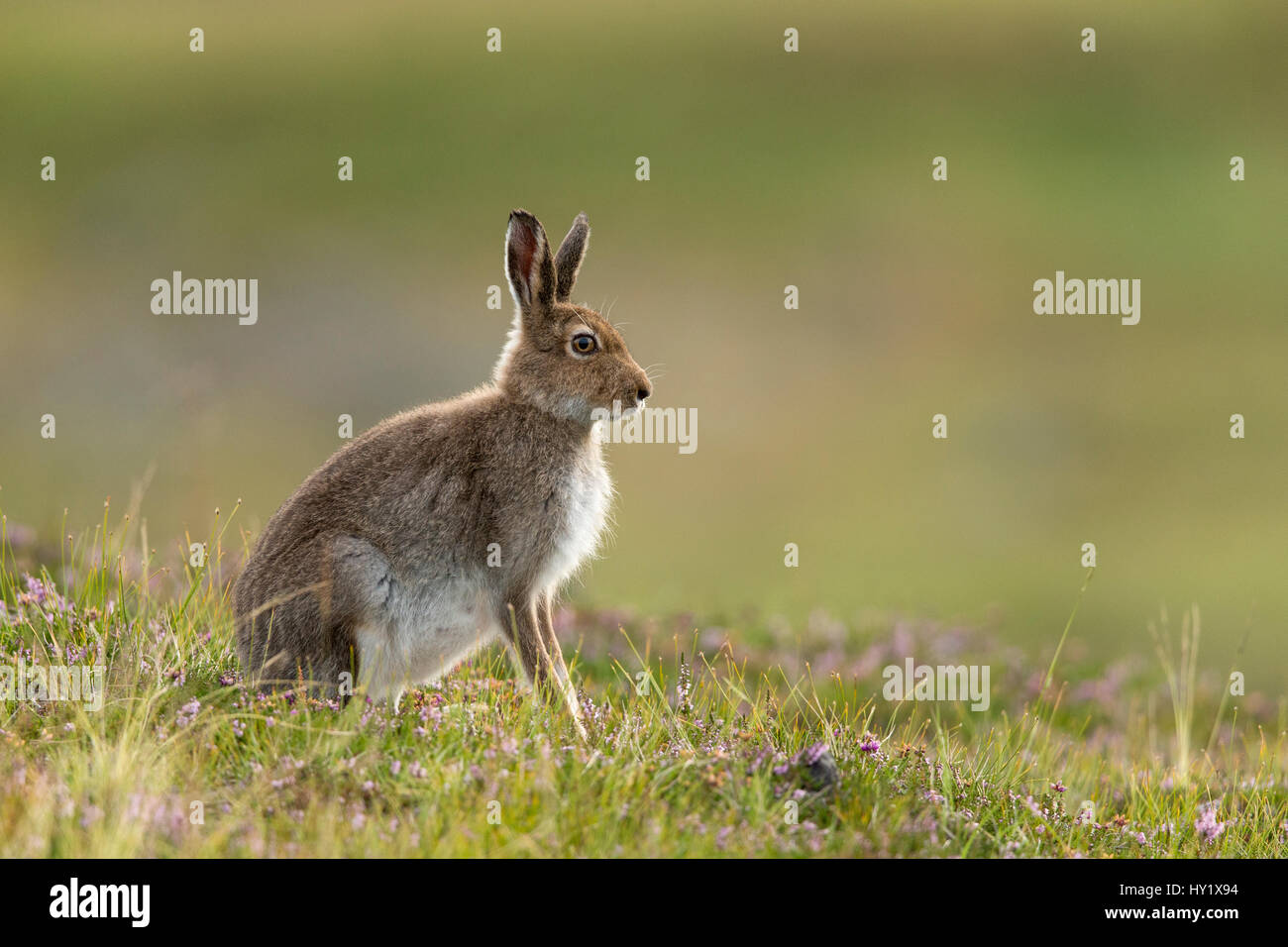 Mountain Hare (Lepus timidus) in summer pelage on heather moorland. Scotland, UK. Stock Photo