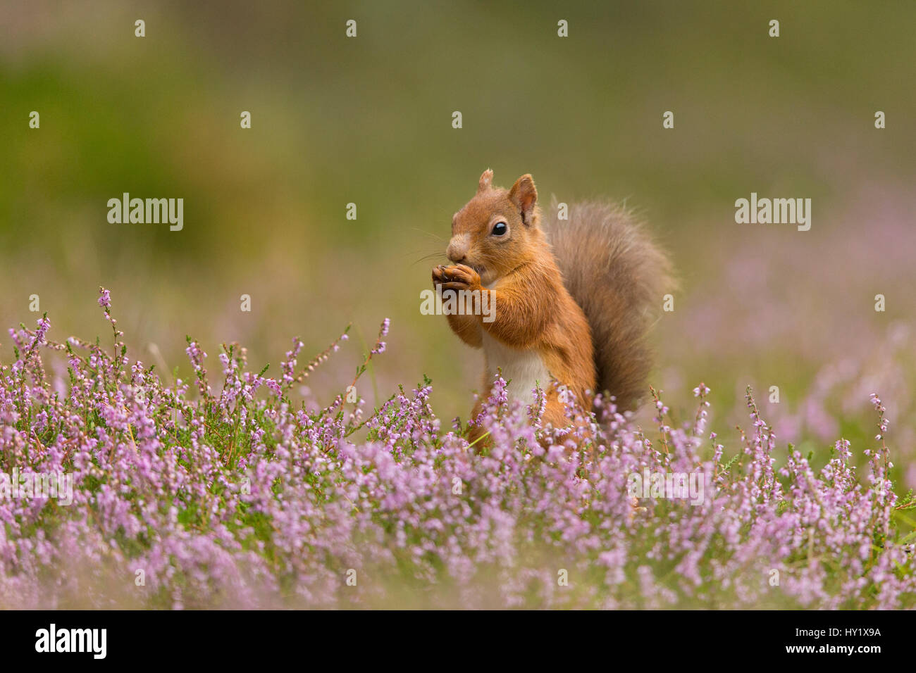 Red Squirrel (Sciurus vulgaris) in summer coat amongst heather, Cairngorms National Park, Scotland. Stock Photo
