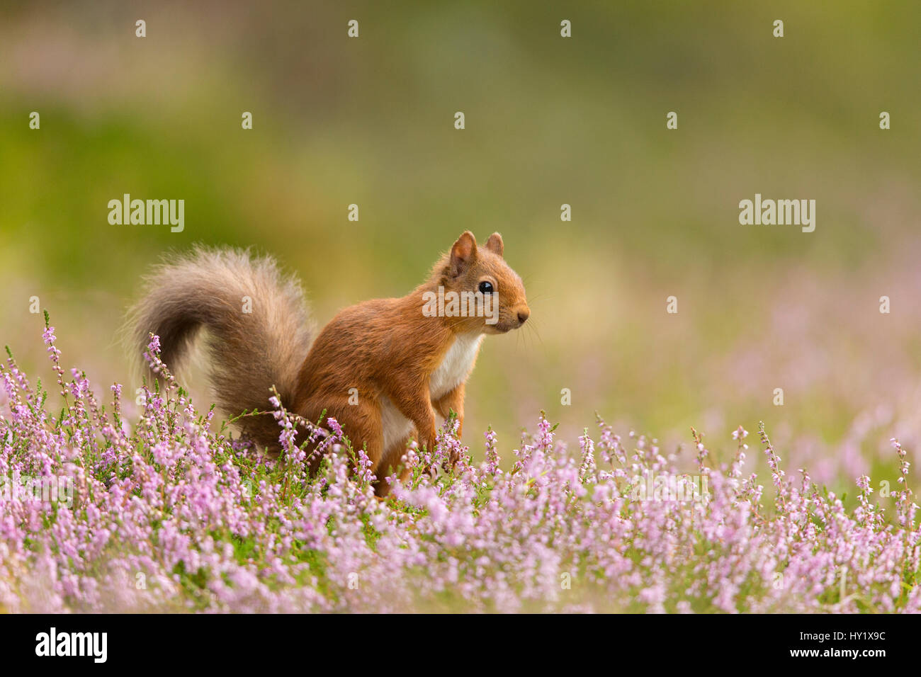 Red squirrel (Sciurus vulgaris) in summer coat amongst heather, Cairngorms National Park, Scotland, UK, August. Stock Photo