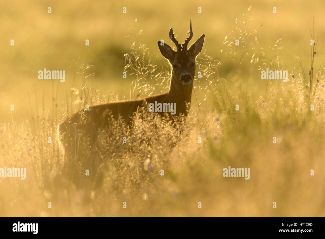 Roe buck hi-res stock photography and images - Alamy